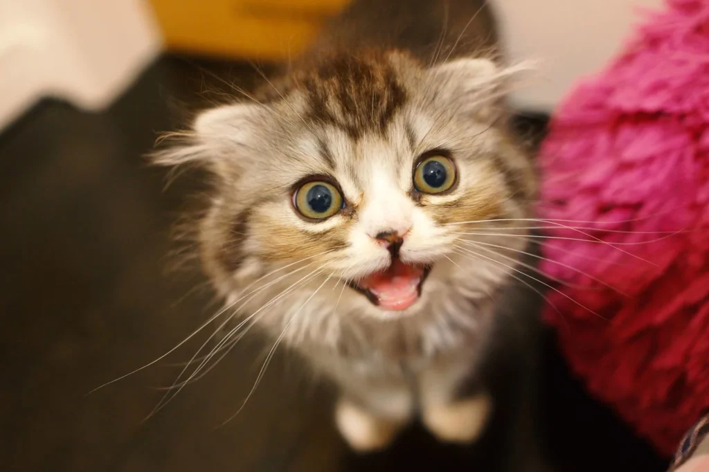 猫の寿命を延ばす7つのコツ|獣医推奨の健康習慣 — 健康チェックのイメージ写真