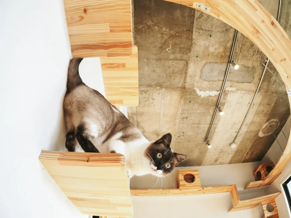猫が高い所を好む理由｜野生の名残り — あの子の豆知識のイメージ写真