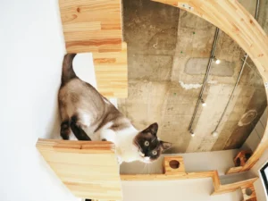 なぜねこが高いところが好きなの？ — 外敵に見つかりにくく、優位に立てる場所だからです。野生の名残ですね。