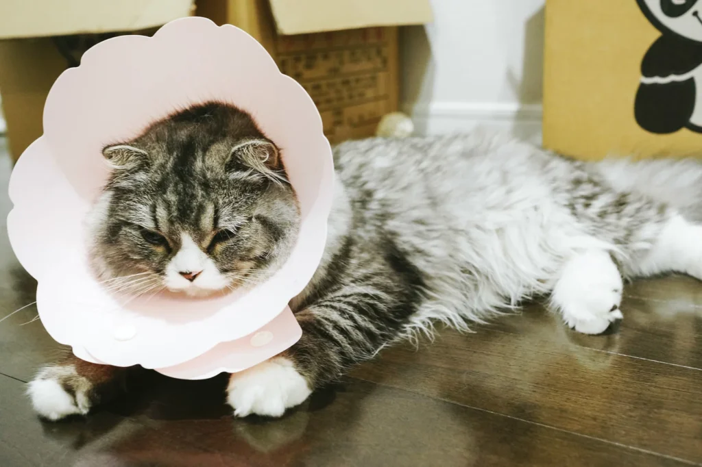 猫の寿命を延ばす7つのコツ|獣医推奨の健康習慣 — 健康チェックのイメージ写真