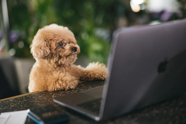 「賢い犬」ランキングは信じなくてOK！愛犬の本当の才能を見つける方法 — 犬の行動心理学を調べて気づいたんです。
ランキングで語られる「賢さ」は、愛犬の魅力のほんの一部でしかありません。
