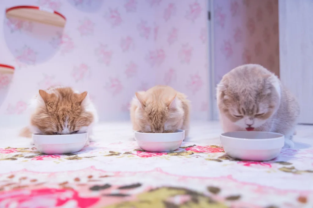 猫の寿命を延ばす7つのコツ|獣医推奨の健康習慣 — 健康チェックのイメージ写真