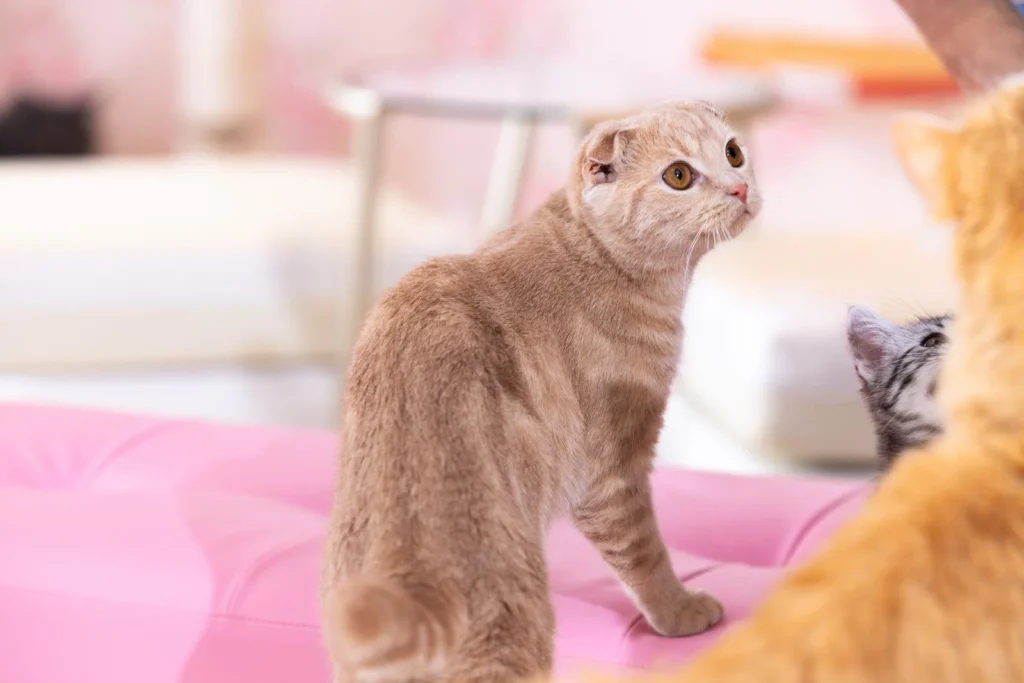 猫の寿命を延ばす7つのコツ|獣医推奨の健康習慣 — 健康チェックのイメージ写真