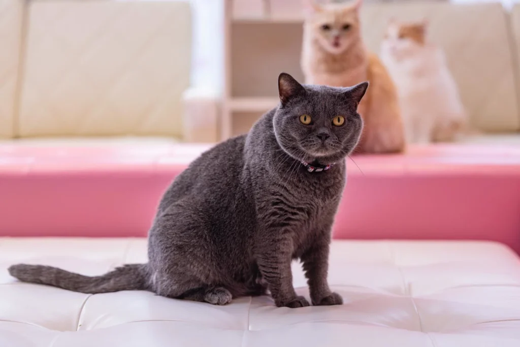 猫の寿命を延ばす7つのコツ|獣医推奨の健康習慣 — 健康チェックのイメージ写真