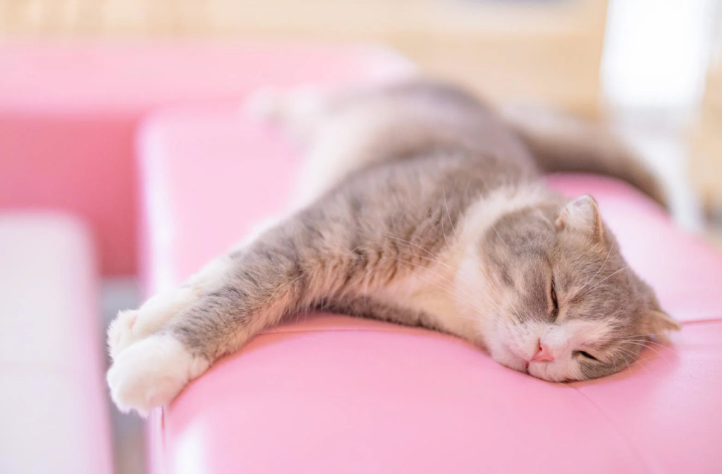 猫の寿命を延ばす7つのコツ|獣医推奨の健康習慣 — 健康チェックのイメージ写真