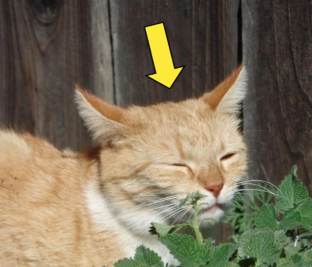 またたびで猫が酔う仕組み|使いすぎ注意点 — あの子の豆知識のイメージ写真