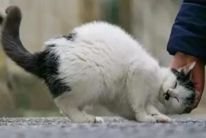 猫が頭をこすりつけてくるのは？ — 「自分のものだ」というマーキング。最大級の信頼の証です。