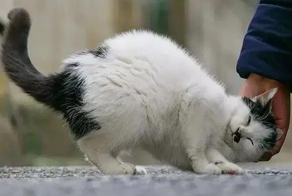 猫が頭をこすりつけてくるのは？ — 「自分のものだ」というマーキング。最大級の信頼の証です。
