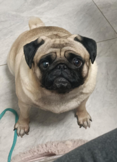 ブサかわ犬が最強？雑種犬の寿命と健康データ — 健康チェックのイメージ写真