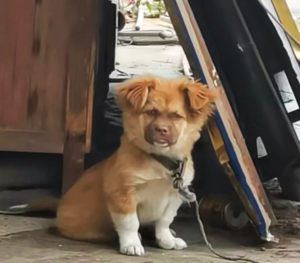 【衝撃】「ブサイクな犬」こそが最強？データが語る生存戦略のヒミツ — 「うちのワンちゃん、ちょっとブサイクかも…」。そう思っている飼い主さんも、がっかりしないでください。実は、生物学の世界では「不細工（ぶさいく）」こそが最強の勝ち組なんです。 そこで、なぜ「ブサかわ犬」が生存競争に強いのか [&hellip;]