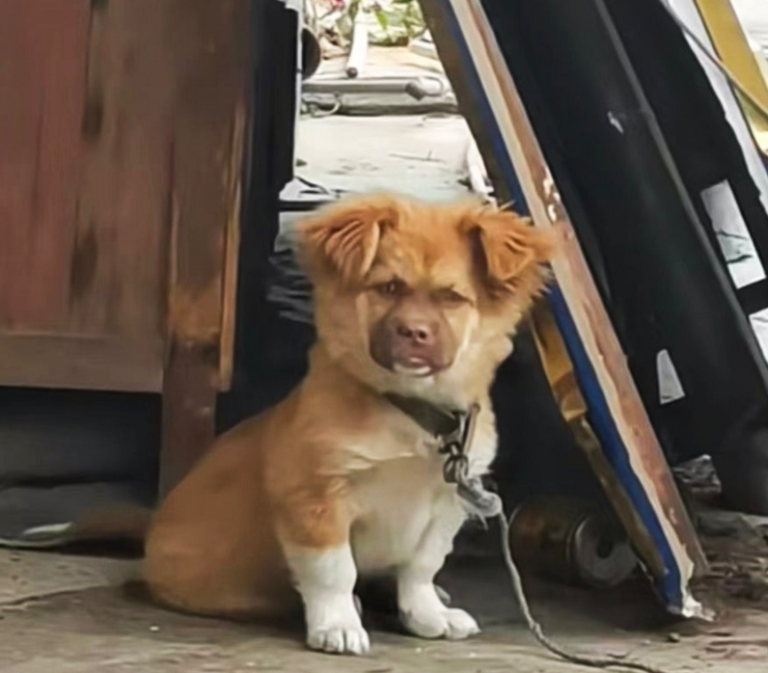 【衝撃】「ブサイクな犬」こそが最強？データが語る生存戦略のヒミツ — 「うちのワンちゃん、ちょっとブサイクかも…」。そう思っている飼い主さんも、がっかりしないでください。実は、生物学の世界では「不細工（ぶさいく）」…