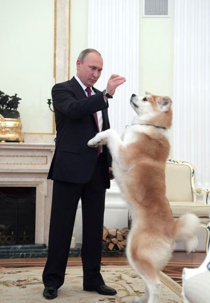 秋田犬ゆめとプーチン大統領 — 日本から贈られた愛犬