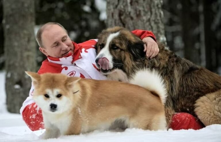 【悲報】プーチン大統領の愛犬・秋田犬の「ゆめ」が天国へ — 政治家として知られるプーチン氏ですが、実は、 世界的に有名な「犬好き」でもあります。具体的には、 各国から贈られた犬たちが、外交の舞台で重要な役…