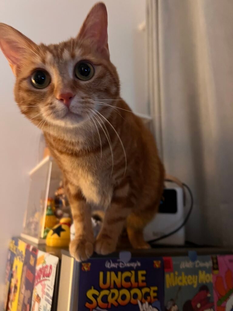 今日のつぶやき — ペットとの日常のひとコマをシェア。会員のみんなのつぶやきや写真から、温かい瞬間をのぞいてみませんか。