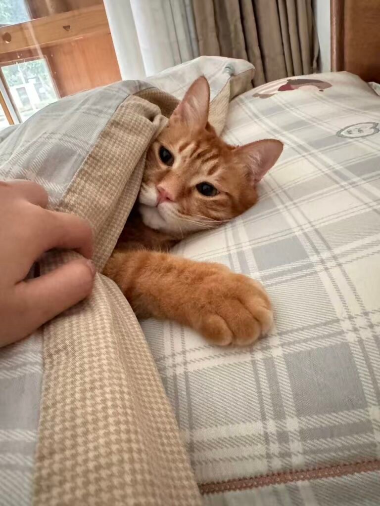 猫の睡眠時間はどれくらい？ — 一日の3分の2を寝て過ごします。子猫や老猫はもっと多いです。