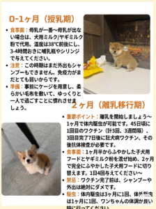 犬の免疫力を上げる食材｜獣医じゃない飼い主が続けている5つ — 「免疫力を上げたい」と聞くと難しそうですが、うちはスーパー食材を少し混ぜるだけで続けています。獣医さんの処方ではなく、飼い主の経験メモです。 続けている5つの食材 さつまいも（茹で・少量）— 食物繊維。うちは1日20g程 [&hellip;]