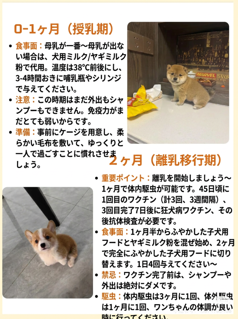 犬の免疫力を上げる食材｜獣医じゃない飼い主が続けている5つ — 「免疫力を上げたい」と聞くと難しそうですが、うちはスーパー食材を少し混ぜるだけで続けています。獣医さんの処方ではなく、飼い主の経験メモです。 続…