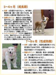 犬の健康ごはん — 飼い主が続ける食材の写真