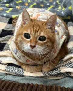 老猫がごはんを食べないけど水は飲む｜うちで試した対処リスト — 「ごはんは食べないのに、水だけは飲む」——老猫で焦った夜のメモです。診断ではなく、うちが試した対処を共有します。 まず確認した7項目 歯・口臭— ガムを見ると腫れがあり、硬いフードを避けていた 食器の高さ— 低すぎると首 [&hellip;]