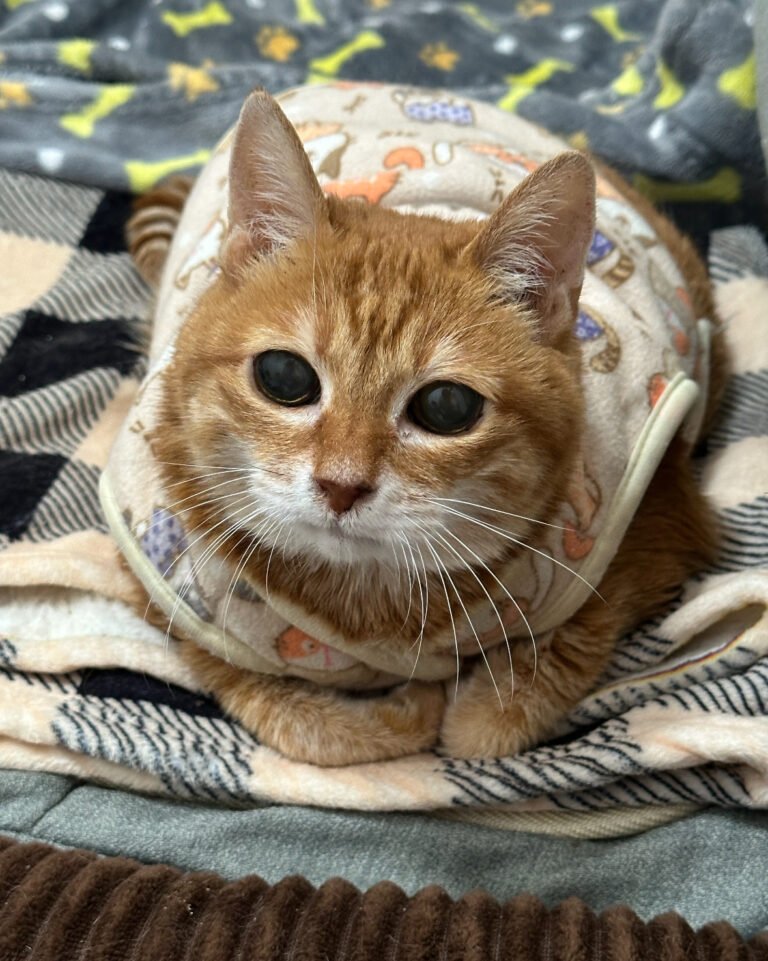老猫がごはんを食べないけど水は飲む｜うちで試した対処リスト — 「ごはんは食べないのに、水だけは飲む」——老猫で焦った夜のメモです。診断ではなく、うちが試した対処を共有します。 まず確認した7項目 歯・口臭—…