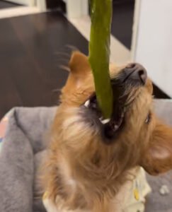 犬にもずくは何gまで？わが家で試した与え方と注意 — 人の味噌汁のもずく、犬が欲しそうな目で見てきませんか？ うちも一度だけ試したので、量と注意点を共有します。 結論：無塩ならごく少量まで もずく自体は低カロリーですが、市販品は塩分が高いことがほとんど。味噌汁から取り出した [&hellip;]