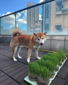犬にもち麦を与えられる？穀物アレルギーの子向けメモ — 穀物アレルギーが気になり、無穀物フードへ切り替える前に、うちはもち麦を少量だけ試しました。結果のメモです。 結論：アレルギーがなければ少量まで もち麦は食物繊維がありますが、小麦アレルギーとは別のことが多いです。とはいえ [&hellip;]