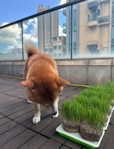 犬にもち麦おやつ — 穀物与え方のイメージ写真