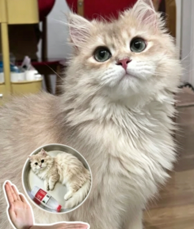 猫の熱中症｜初期症状・応急処置・予防チェックリスト — この記事は、タイトルの3つ——初期症状・応急処置・予防チェックリスト——に沿って書いています。猫は犬より熱中症のサインが出にくいので、チェックリ…