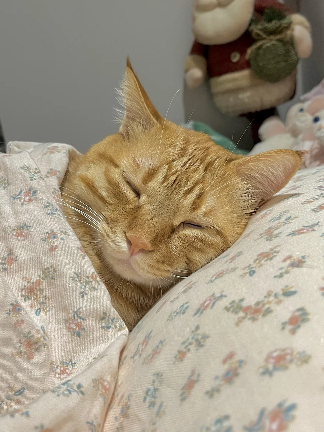 猫の下痢原因 — 健康コラムのイメージ写真
