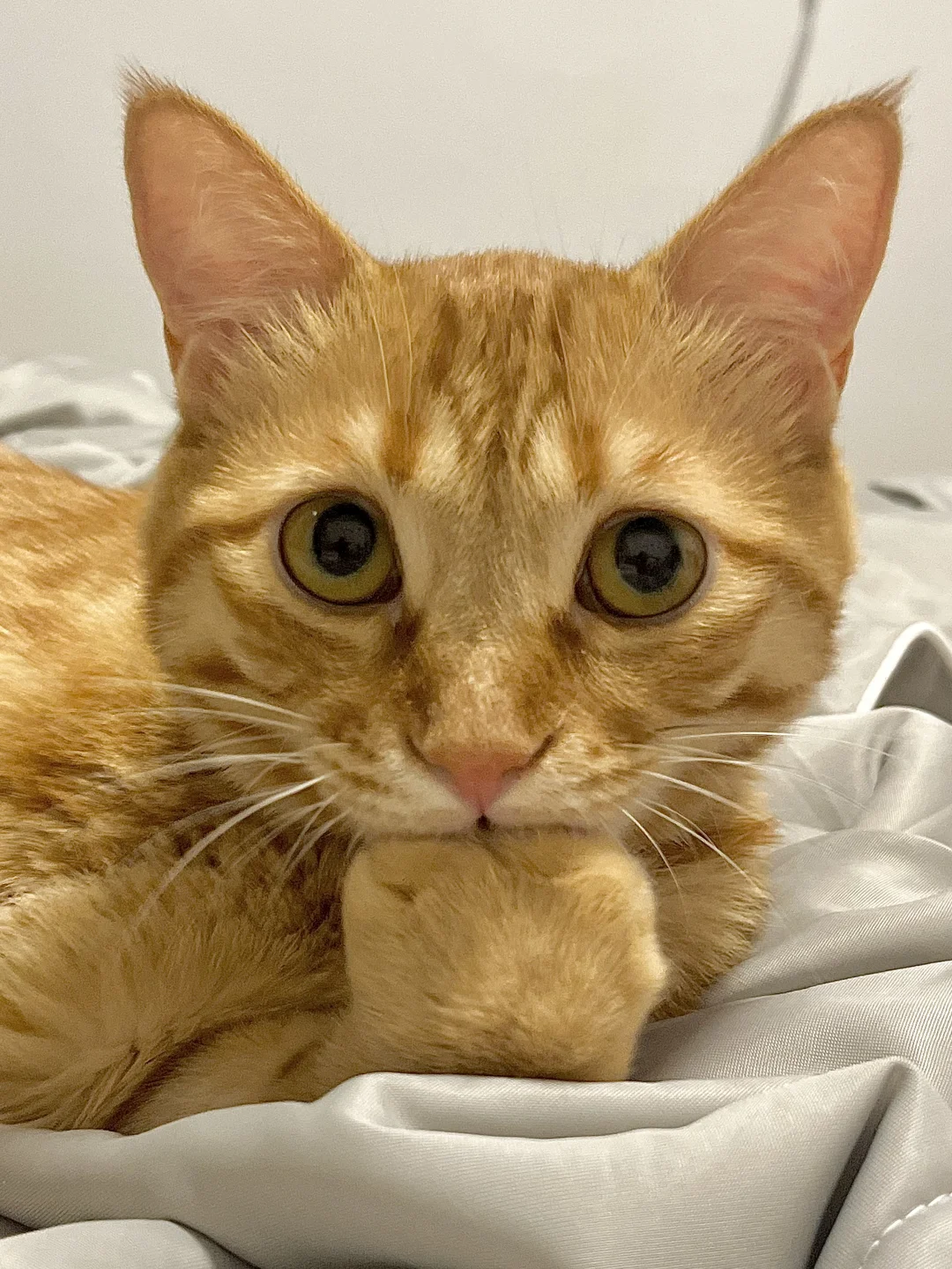 猫の軟便チェック — 飼い主の確認リスト写真