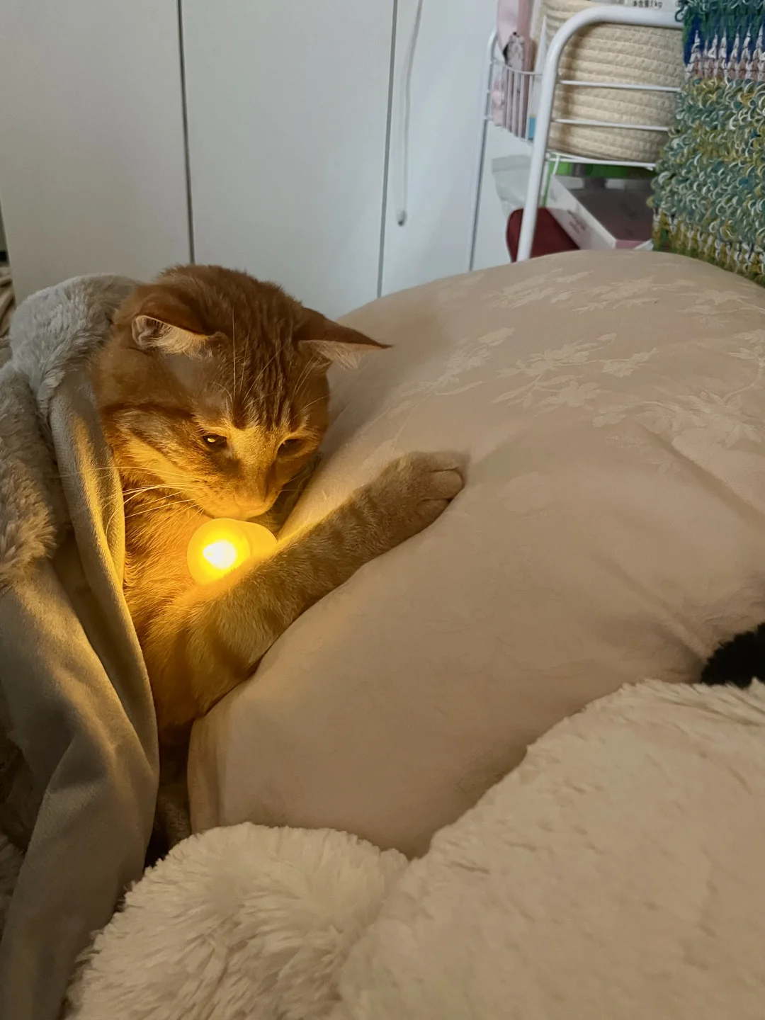 猫の便異常 — ペット健康お役立ちイメージ写真