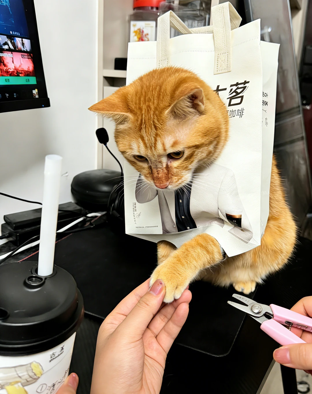 猫の爪切りコツ — 飼い主の手順メモ写真