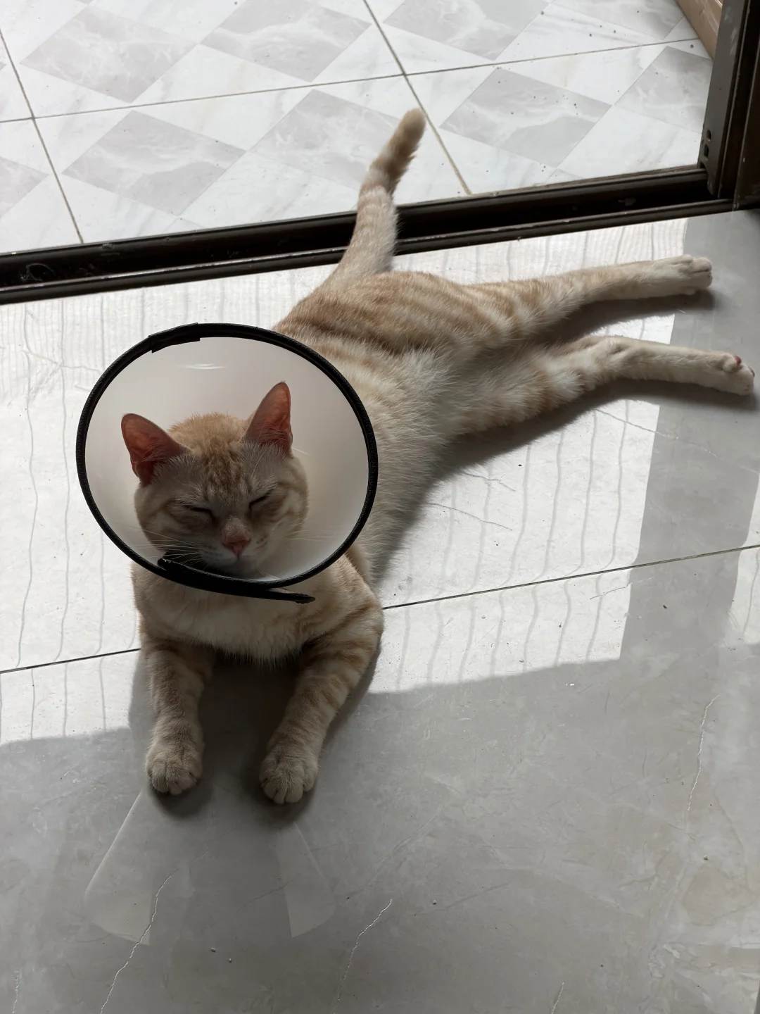 猫の鳴き対策 — 飼い主のチェックリスト写真