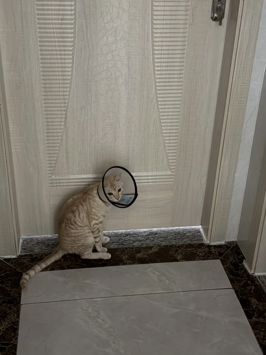 猫が鳴く理由 — ペット健康お役立ちイメージ写真