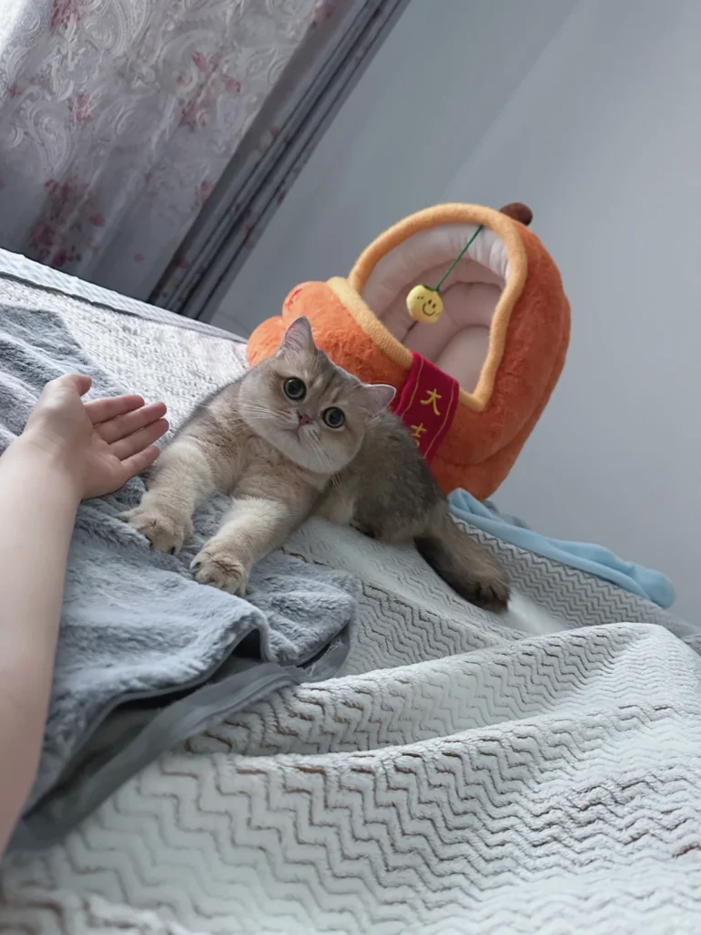 猫にお刺身をあげても大丈夫？生魚のリスクと絶対に守るべき注意点【体験談】 — お家でお寿司やお刺身を食べているとき、愛猫がテーブルの横から熱い視線を送ってきた経験はありませんか？ 「人間用のお刺身だし、1切れくらいなら………