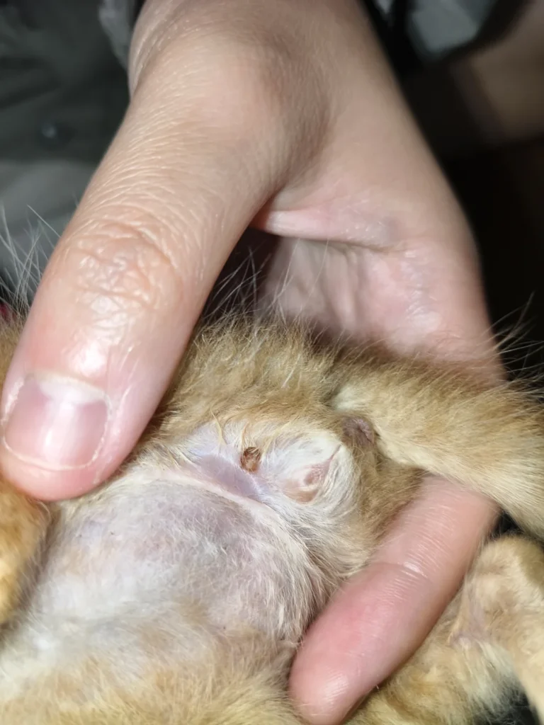 【室内猫も危険】猫の体にマダニを発見！正しい見つけ方・取り方の手順と注意点 — 「完全室内飼いだから、うちの子にマダニなんて付くわけない」そう思っていませんか？ 実は、マダニは人間の服や靴、ベランダなどを経由して簡単に家の中…