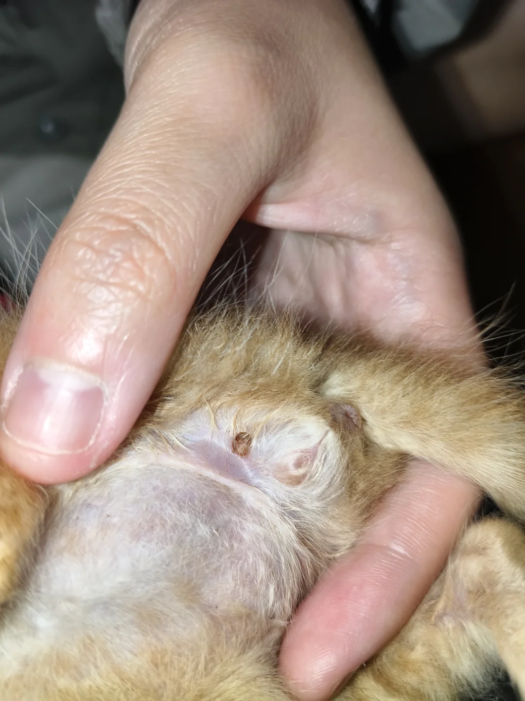 猫のマダニ取り方 — 健康コラムのイメージ写真