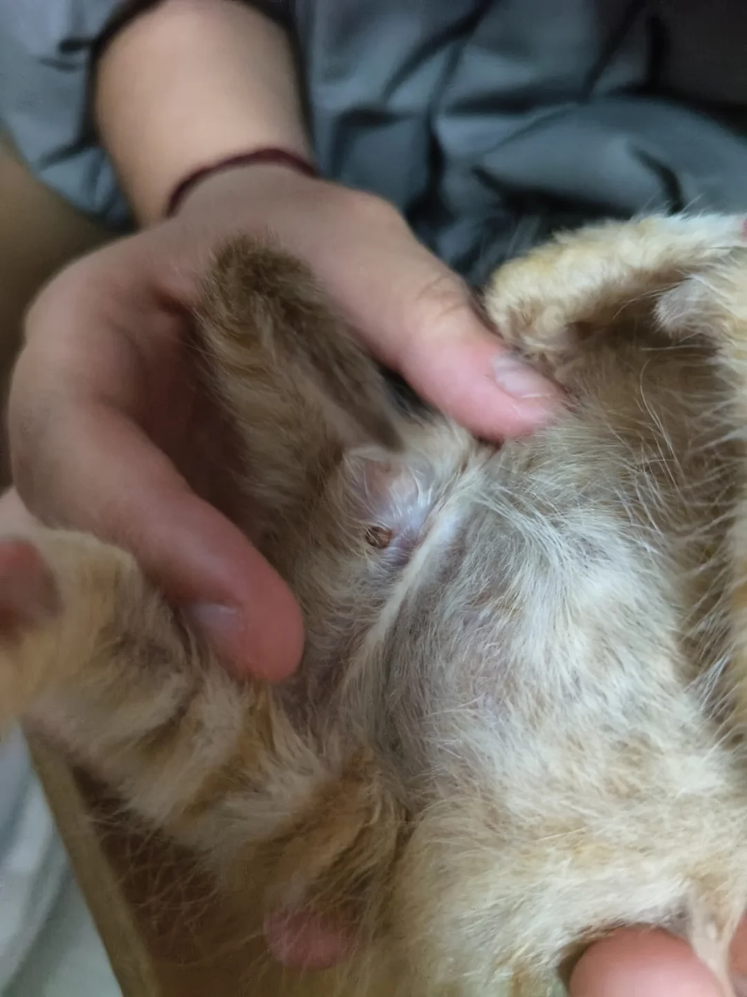 猫のマダニチェック — 飼い主の手順メモ写真