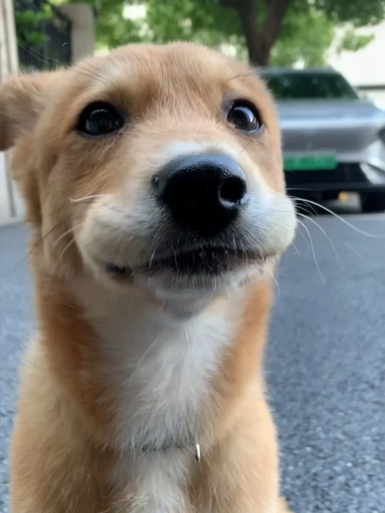 犬に梨を与えてもいい？飼い主が試した与え方 — 犬に梨（なし）を与えても大丈夫？種・芯の危険性と正しい量・与え方の注意点【体験談】 お家で梨を剥いているとき、足元に愛犬がじーっと熱い視線を送っ…