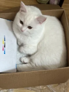 段ボールで作る猫トンネル｜10分・ほぼ0円の手作りおもちゃ — 段ボールだけで、猫が夢中になるトンネル型おもちゃが作れます。ほぼ0円・10分で完成。