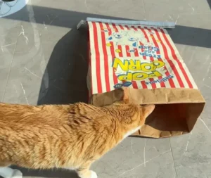 紙袋で作る猫の隠れ家おもちゃ｜0円・5分DIY — 紙袋だけで、猫の隠れ家おもちゃが0円・5分で作れます。
