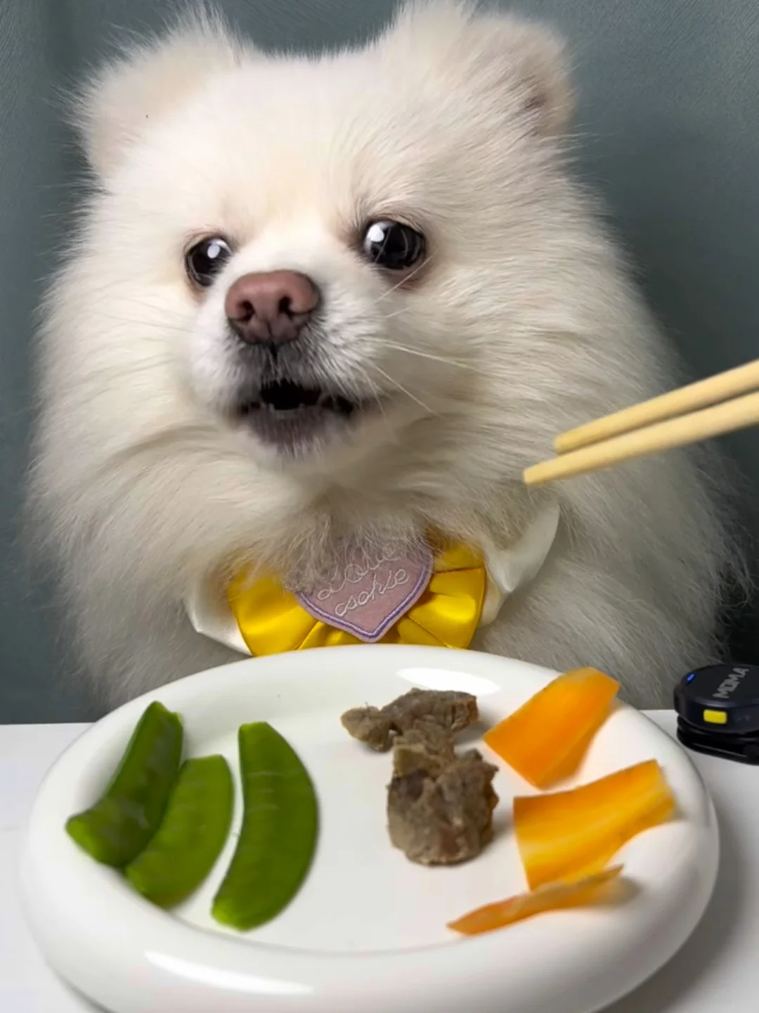 犬に与えるスナップエンドウ — 野菜おやつのイメージ写真