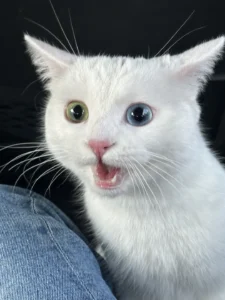 【体験談】引っ越し後に猫が隠れる・出てこない！ストレスサインの見分け方と我が家が試した5つの環境づくり — 「引っ越しをしてから、愛猫がベッドの下にこもりきりになってしまった……」 「新居に移ってから、なんだか猫の元気がなくてストレスが心配」と悩んでいませんか？ 猫ちゃんは「家に付く」と言われるほど、自分の縄張り（空間）を大切 [&hellip;]