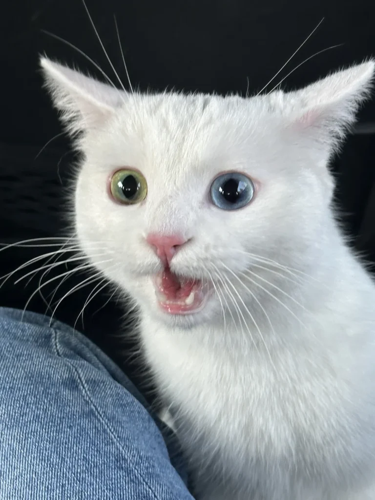 【体験談】引っ越し後に猫が隠れる・出てこない！ストレスサインの見分け方と我が家が試した5つの環境づくり — 「引っ越しをしてから、愛猫がベッドの下にこもりきりになってしまった……」 「新居に移ってから、なんだか猫の元気がなくてストレスが心配」と悩んでい…