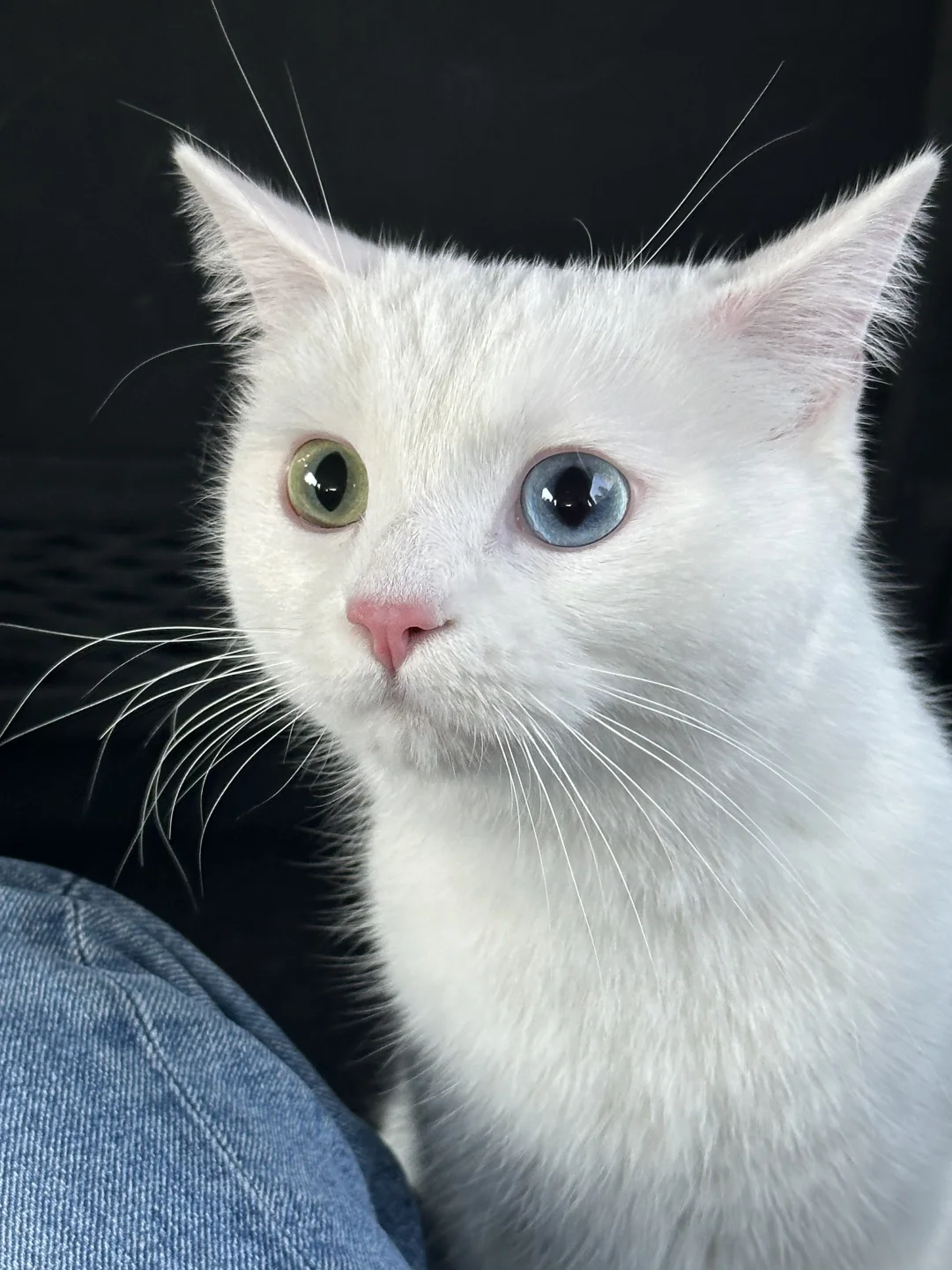 猫の安全基地 — 飼い主体験談のイメージ写真