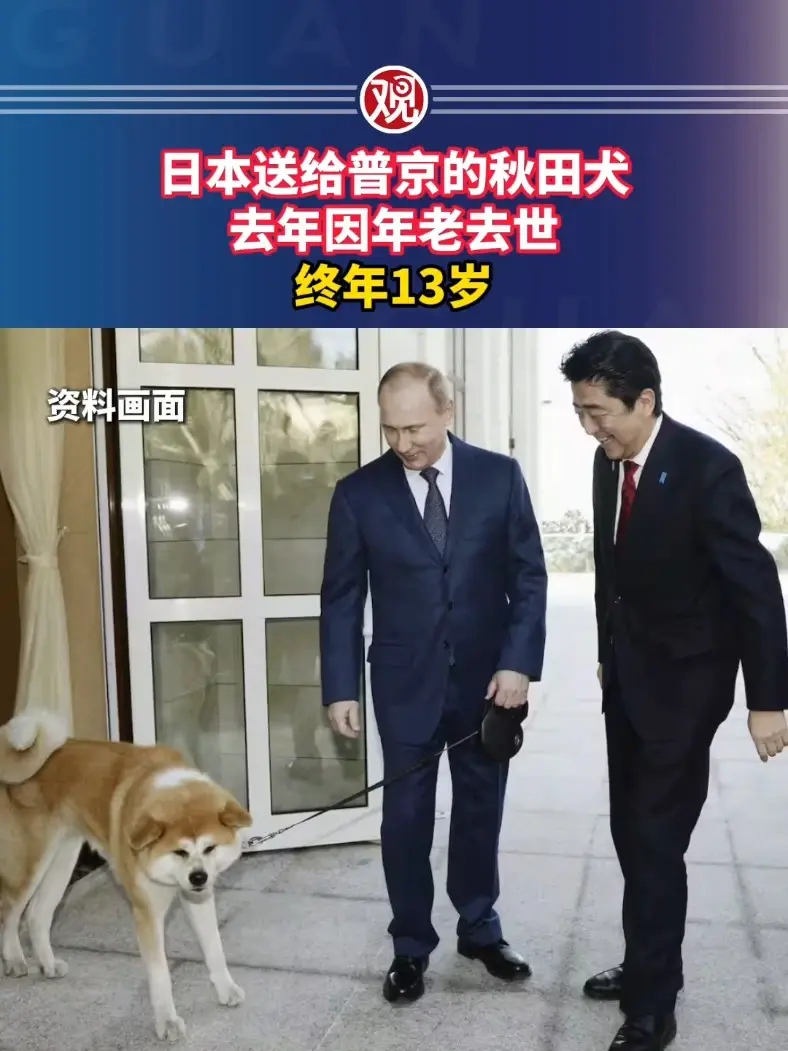 プーチン大統領に贈られた秋田犬ゆめに関する話題写真