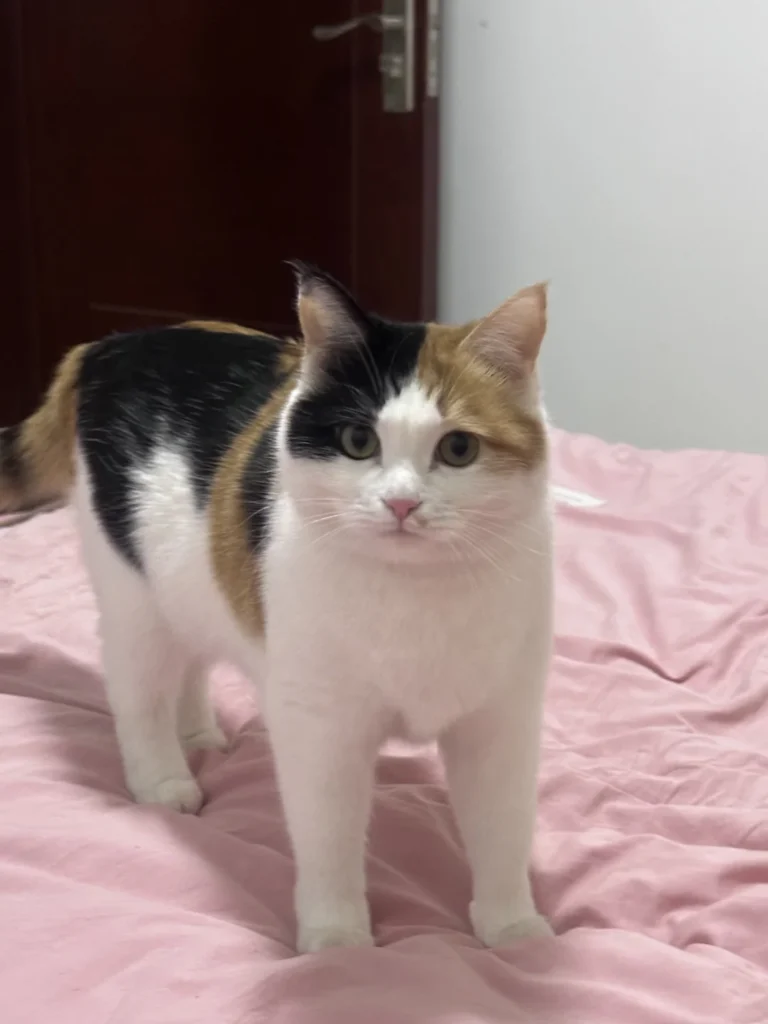 【獣医さんに聞いた】猫のお風呂（シャンプー）の頻度は？無理に洗わなくていい理由と我が家の体験談 — 「猫の体をいつも清潔に保ちたいから、定期的にお風呂に入れた方がいいのかな？」と考えていませんか？ 実は、我が家でも最初は「月1回くらいはお風呂に…