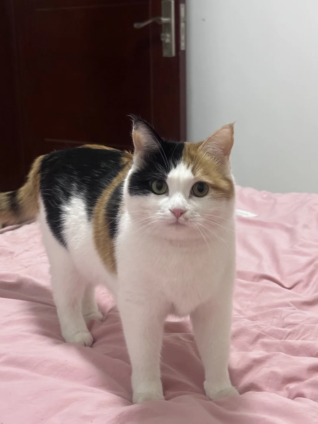 猫のブラッシング — 被毛ケアのイメージ写真