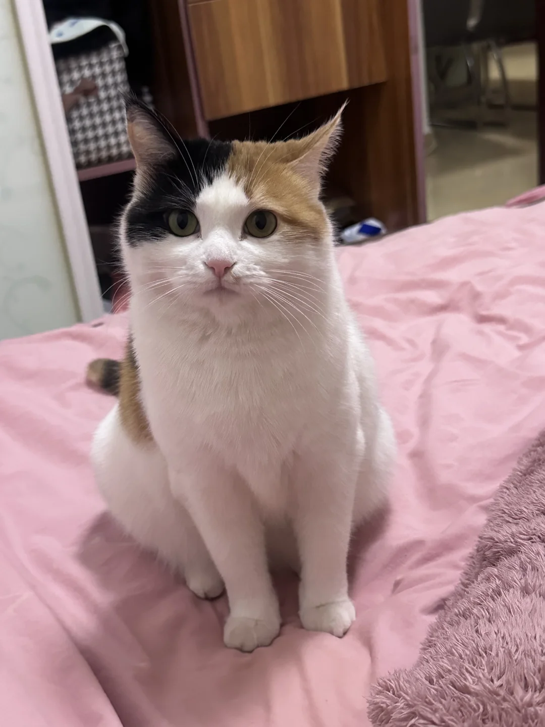 猫のグルーミング — 飼い主体験談のイメージ写真