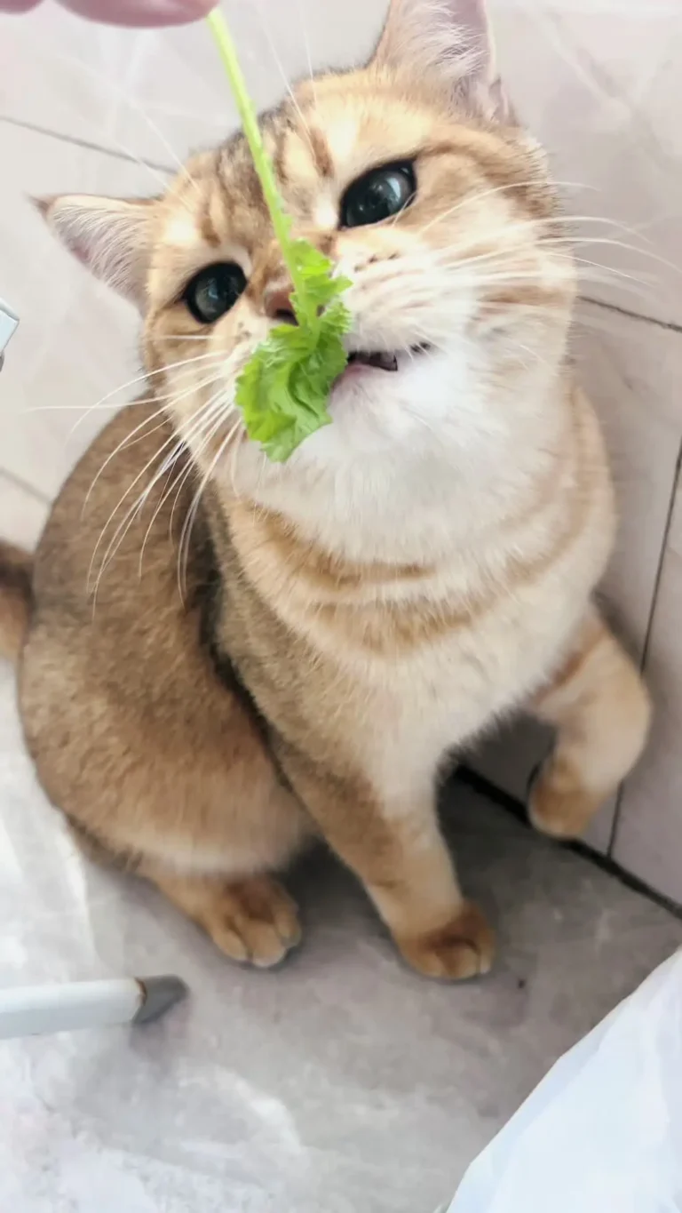 猫に大根の葉を与えても大丈夫？結石のリスクと正しい茹で方・与える量の目安【体験談】 — キッチンで大根の葉っぱを切り落としたとき、愛猫がトコトコとやってきて興味深そうに匂いを嗅ぎに来た経験はありませんか？ 「ビタミンや食物繊維が豊富…
